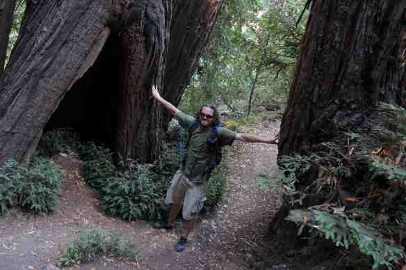 Redwoods3