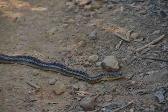 Une couleuvre à nez mince se faisait chauffer au soleil sur le trail. Pas d'inquiétude, il s'agit d'une espèce non venimeuse.   A Pacific gopher snake was sunning on the trail. Don't worry it's a nonvenomous snake!
