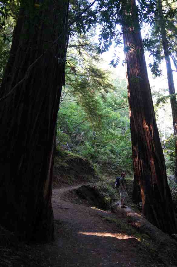 Redwoods2