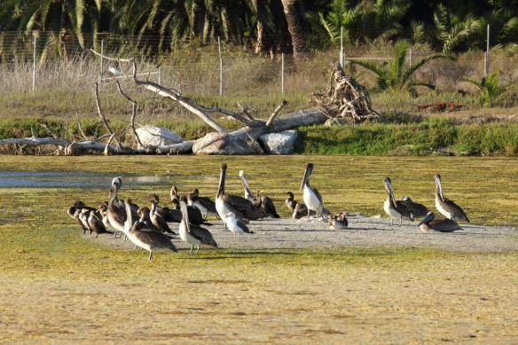 Brown pelicans2