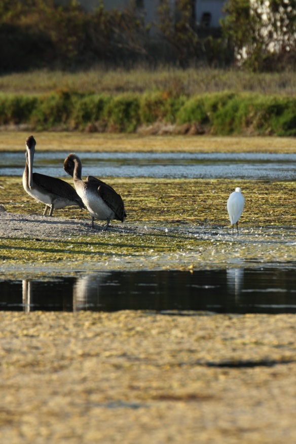 Little egret with pelicans