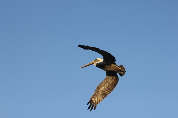 Flying pelican2
