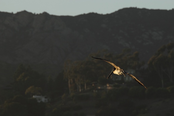 Flying pelican3
