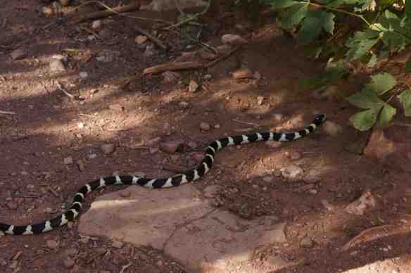 Un kingsnake, espèce non venimeuse. Magnifique, non? A beautiful kingsnake. It's a non venomous snake.